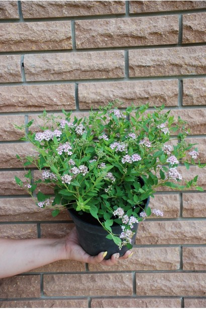 Спірея японська Літл Принцесс (рожева) - 3л/вис.15-20см/Ø25-30см